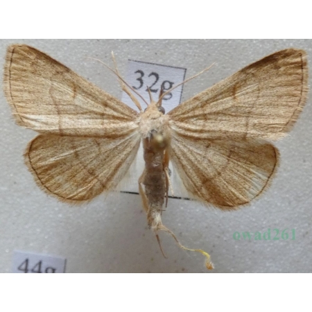 Paracolax tristalis (Fabricius, 1794) male Szczękalica brodźczyca Slovakia32g